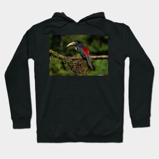 black and red toucan Hoodie